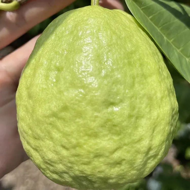 D【现摘现发】正宗广西奶油冰淇淋芭乐白心番石榴新鲜现摘应季水果