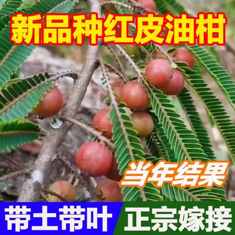 四季结果油甘苗大果甜油甘果树苗牛甘果水果余甘果盆栽庭院种植