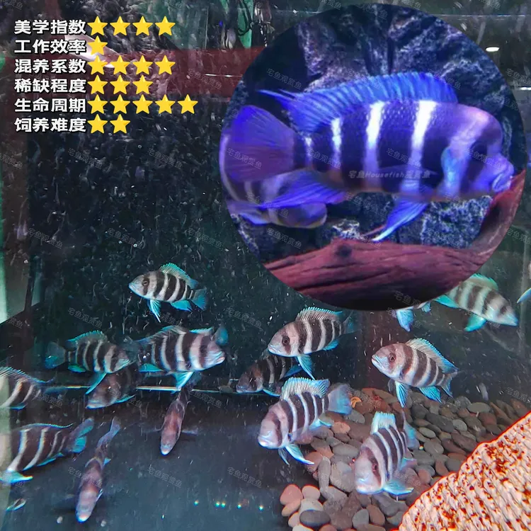 【宅鱼小布】台系布隆迪 伊巴卡六间 三湖慈鲷鱼淡水热带鱼观赏鱼