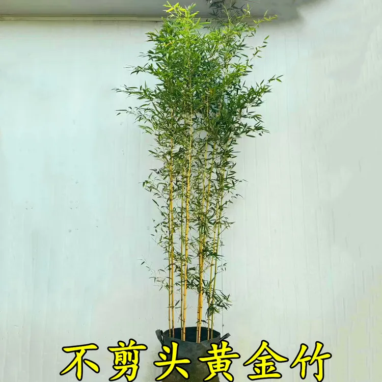 黄金竹四季竹苗耐寒抗冻不落叶