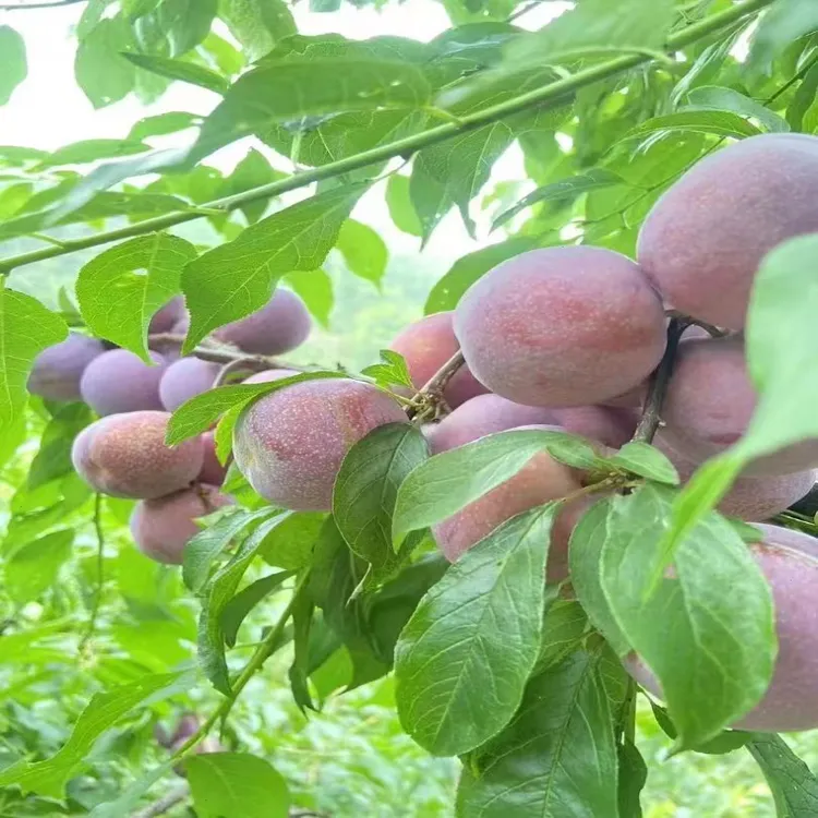 【现摘现发】正宗信宜银妃三华李红心李子新鲜采摘酸甜当季孕妇水果