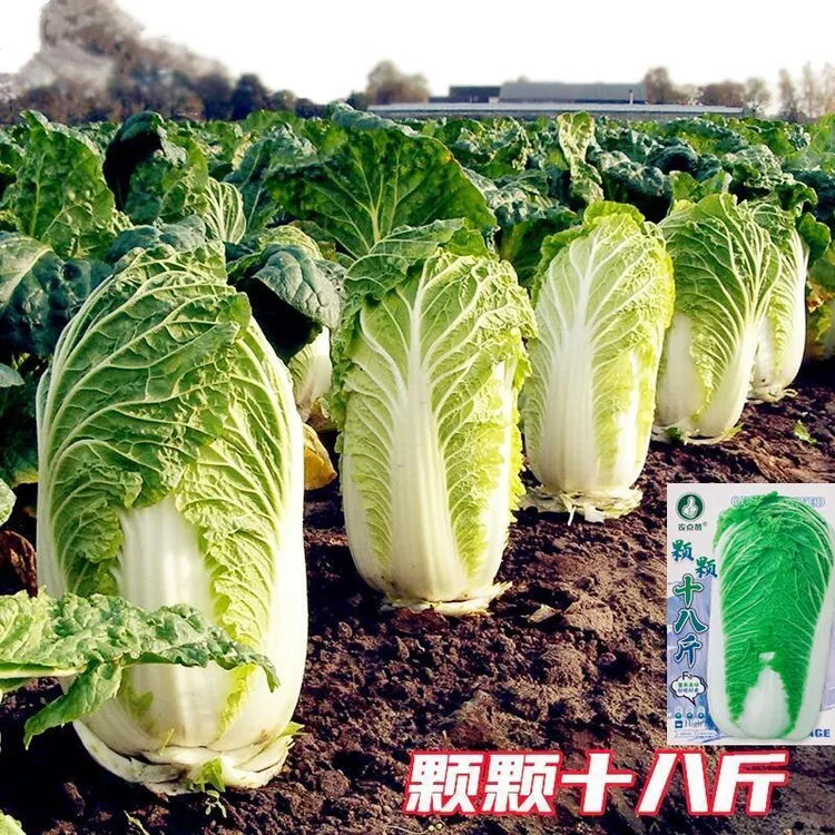 【颗颗十八斤白菜种子】中熟杂交口感甜脆耐贮存白菜种四季大白菜
