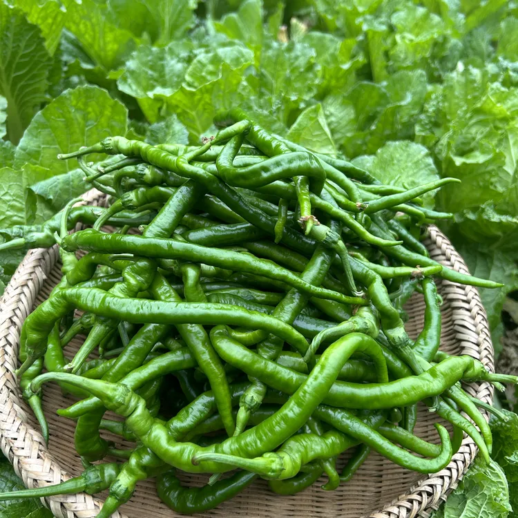 湖南高山种植辣椒香辣下饭家乡味薄皮软皮（秋冬螺丝椒数量很少）