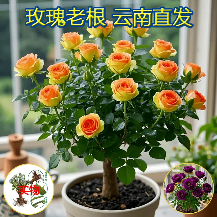 玫瑰老桩树苗大花盆栽浓香型玫瑰老根多色庭院月季花蔷薇耐热耐寒