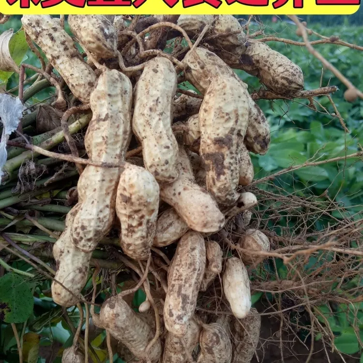 【助农专属】现挖带壳新鲜粉皮湿花生可水煮生吃清脆爽口