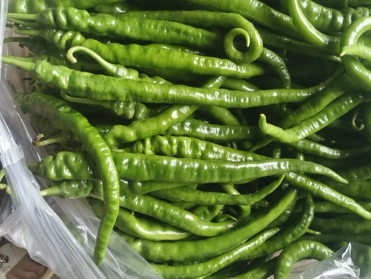 农家自种青线椒新鲜辣椒现摘现发二荆条线椒微辣中辣随机发货。