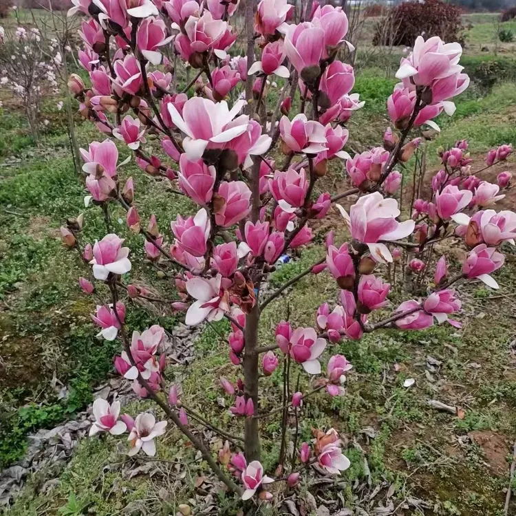 多季紫霞仙子玉兰盆栽地栽可栽种带香味