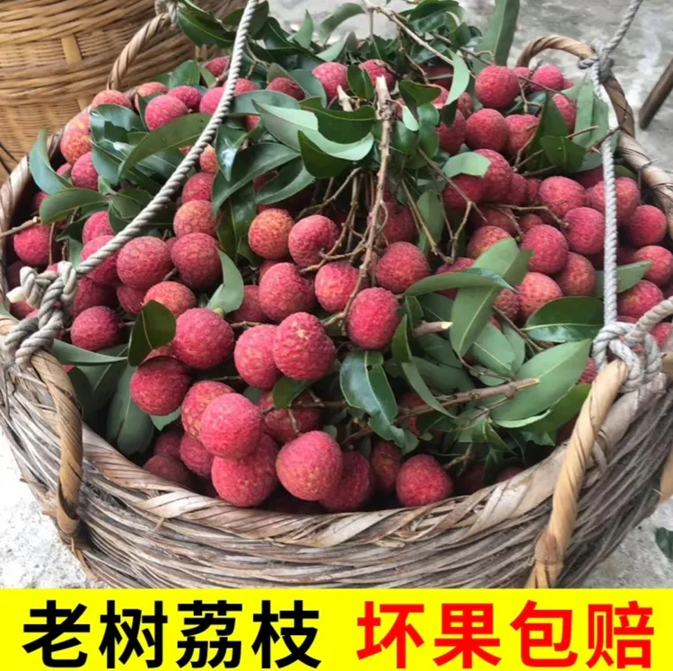 新鲜当季树上黑叶荔枝正宗整箱包邮现摘香甜爆汁桂味荔枝