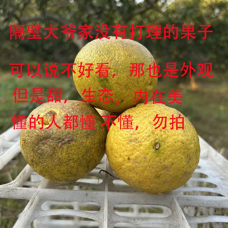 生态疤果瑕疵果子】怀化黄金贡柚洪江春香桔柚像山青柑橘小柚子