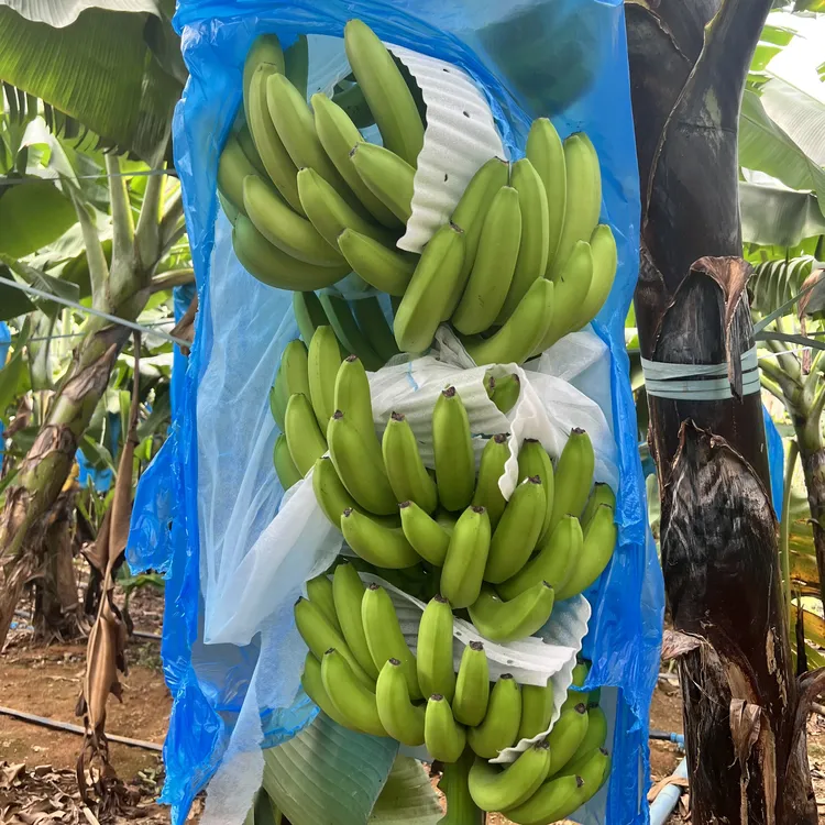 广西高山甜香蕉当季新鲜水果青蕉生蕉发货自然熟更健康片蕉装