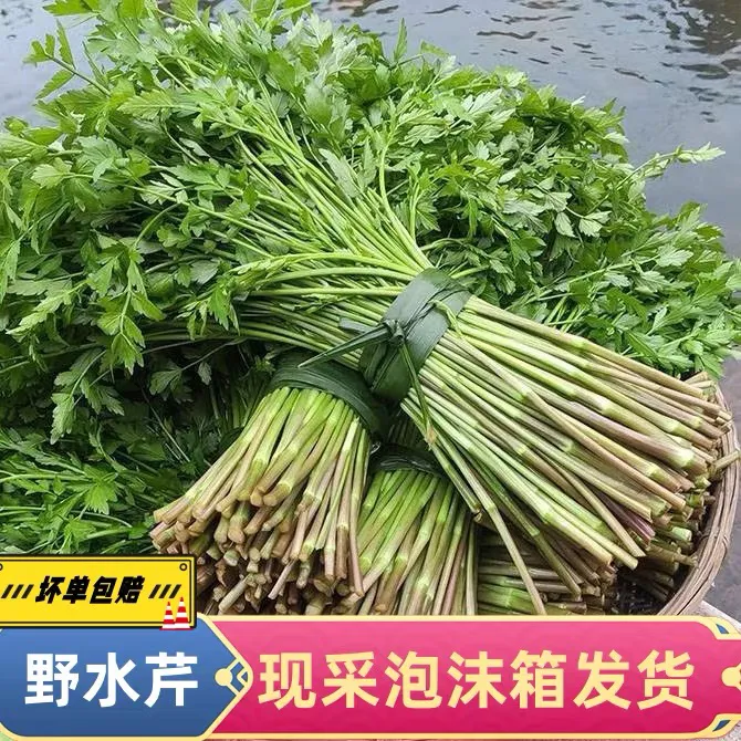 湘西新鲜水芹菜现摘现发野生时令蔬菜