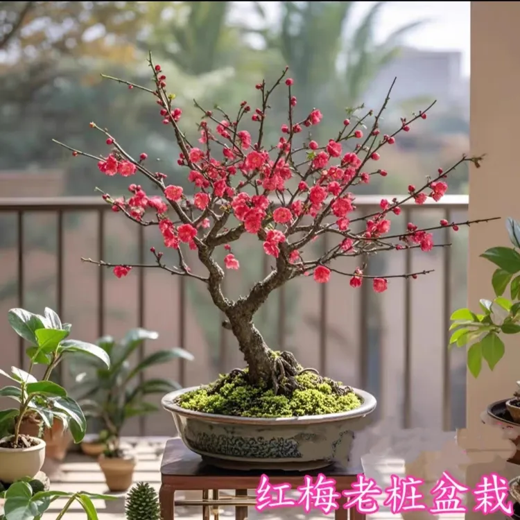  梅花盆栽老桩盆景阳台庭院耐寒花卉植物室内腊梅树苗红梅