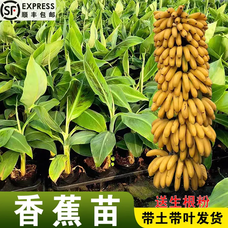 香蕉苗树苗矮化香蕉高产中焦9号蕉桂焦1号香蕉南方果树苗带土带叶