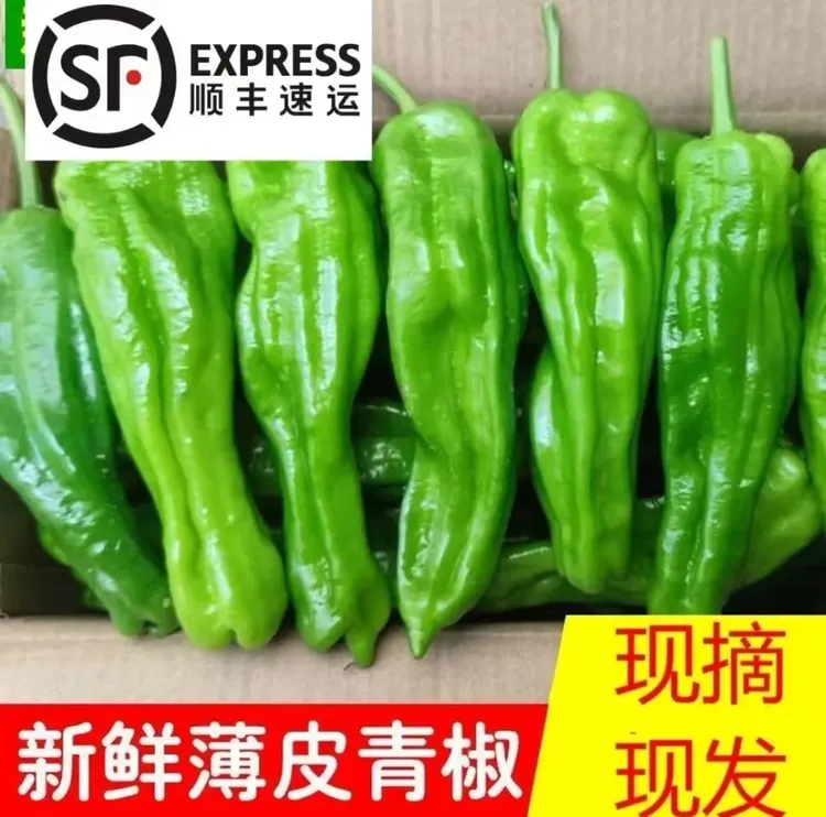 新鲜辣椒薄皮微辣苏北自种虎皮菜椒自种现摘青椒不辣蔬菜青皮辣椒