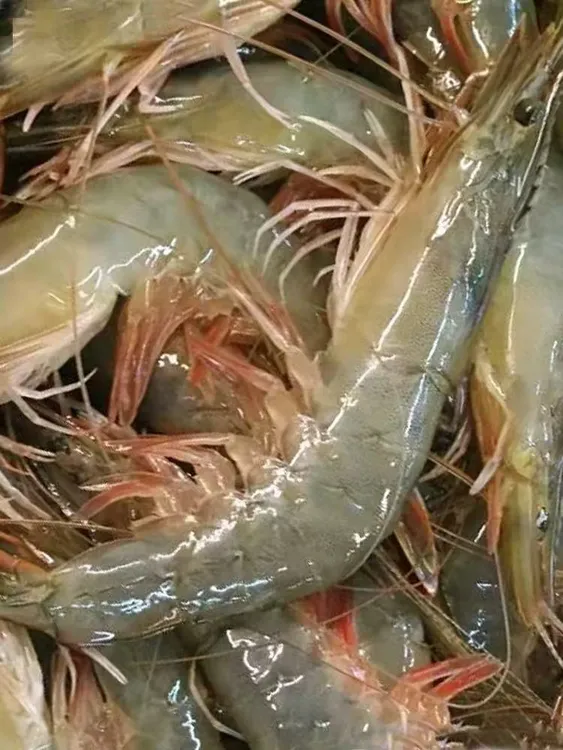 （带头海虾钳）油焖虾 炸着吃 4斤装 天津包邮