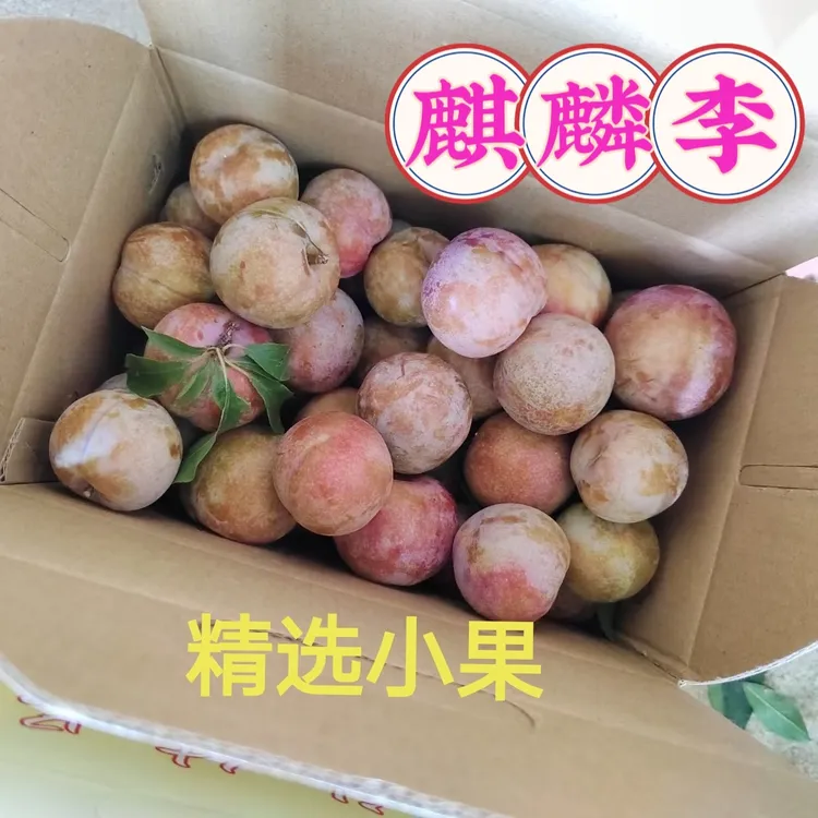（小果）正宗广东封开渔涝麒麟李红心李新鲜现摘酸脆可口当季水果