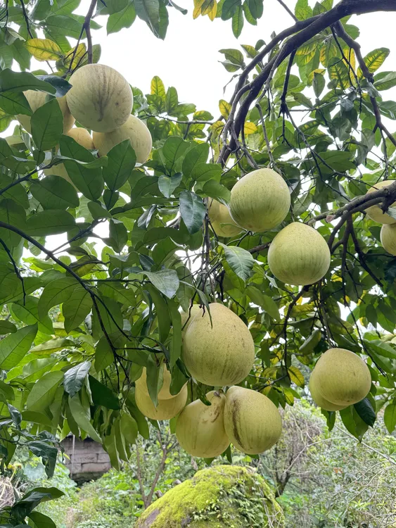 《蜜柚》重庆梁平农家高山露天种植白心蜜柚尖柚现摘现发新鲜包邮