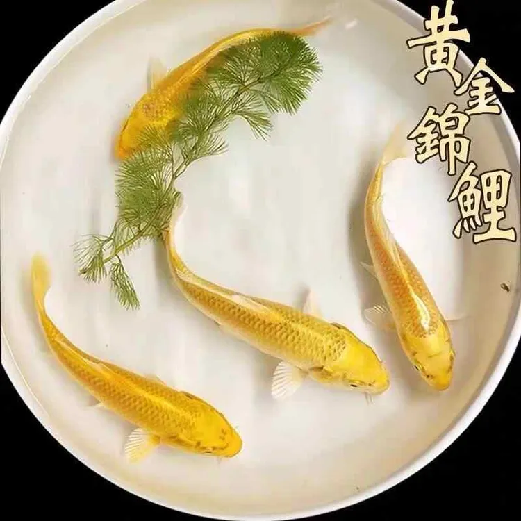 黄金锦鲤招财观赏鱼鱼金鱼活鱼自来水好养耐活冷水鱼活体龙凤鱼苗