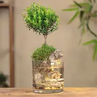 [水中居·壹]小叶赤楠成品创意真绿植室内国风禅意摆件鱼缸12*12cm