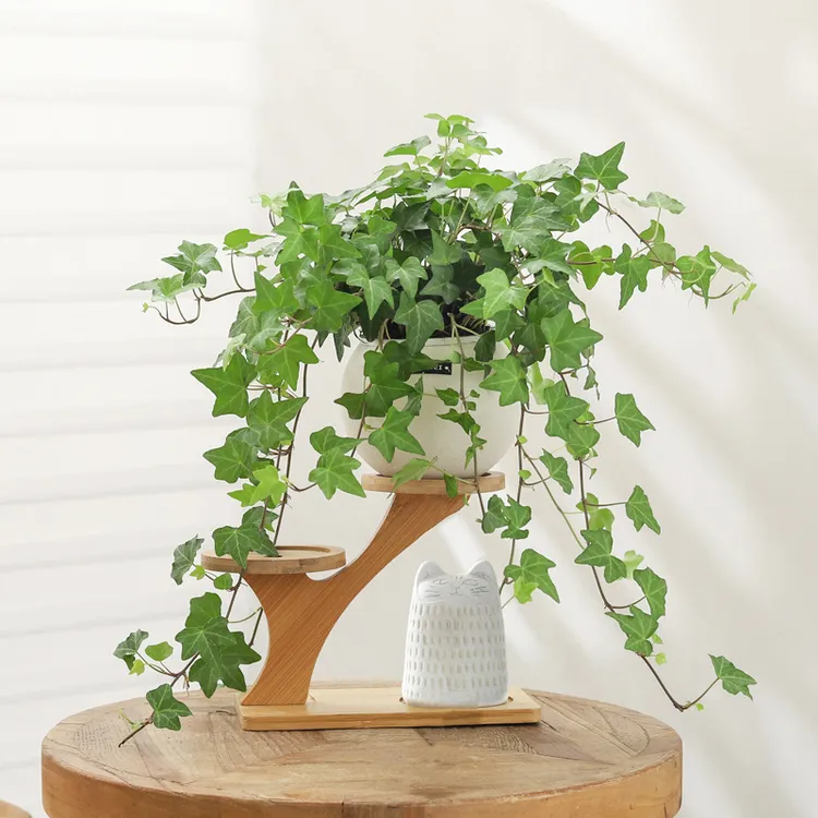 常春藤盆栽花卉植物室垂吊爬藤绿植内净化空气盆景花苗吊兰