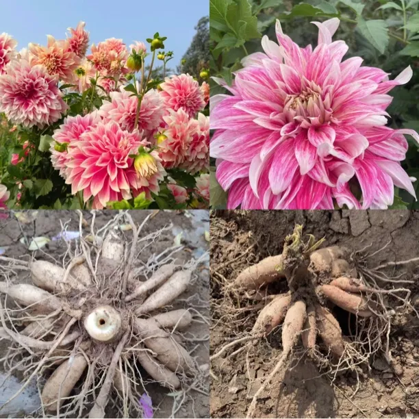 （大号一整坨）重瓣大丽花种球庭院阳台盆栽多年生花卉地栽易活