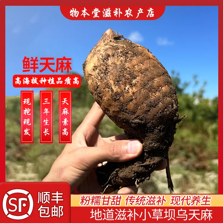 2025云南三斤鲜天麻仿野生高山种植昭通小草坝乌天麻可煲汤包现挖