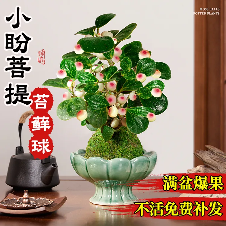 禅意小盼菩提树盆栽植物室内桌面四季客厅观叶办公室绿植好养盆景