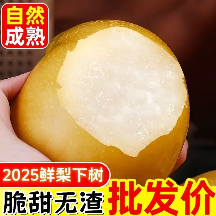 【现摘现发】正宗山东秋月梨当季新鲜水果薄皮多汁脆甜细嫩化渣
