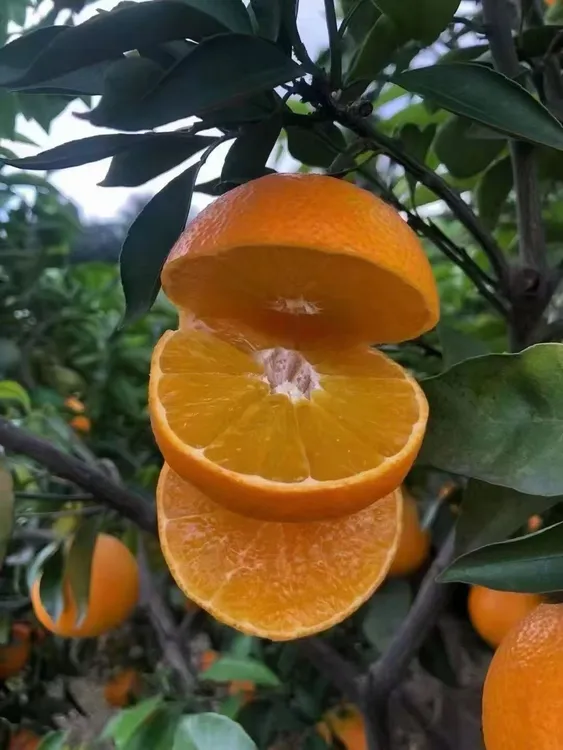 2025头茬四川38号果冻橙新鲜现摘当季水果皮薄爆甜爱媛果冻橙爆汁