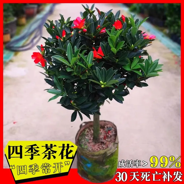 四季杜鹃红山茶花带花浓香型盆栽红色阳台庭院带花苞花卉绿植好养