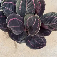 全部花苞红美丽竹芋