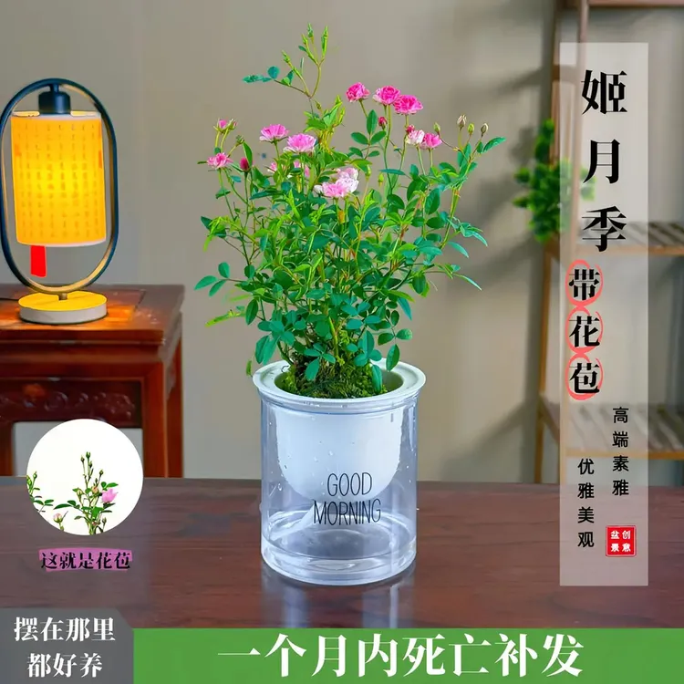 【带花带盆】 迷你超微姬月季苔藓球四季开花阳台桌面绿植花卉商品图