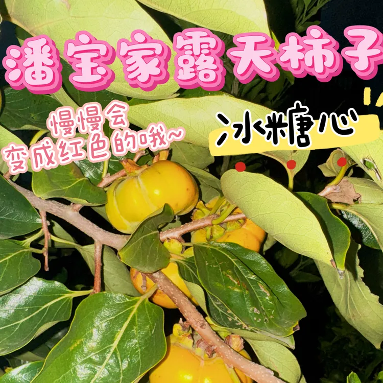 新鲜现摘脆甜不涩3斤装糖心柿子当季水果（放红）