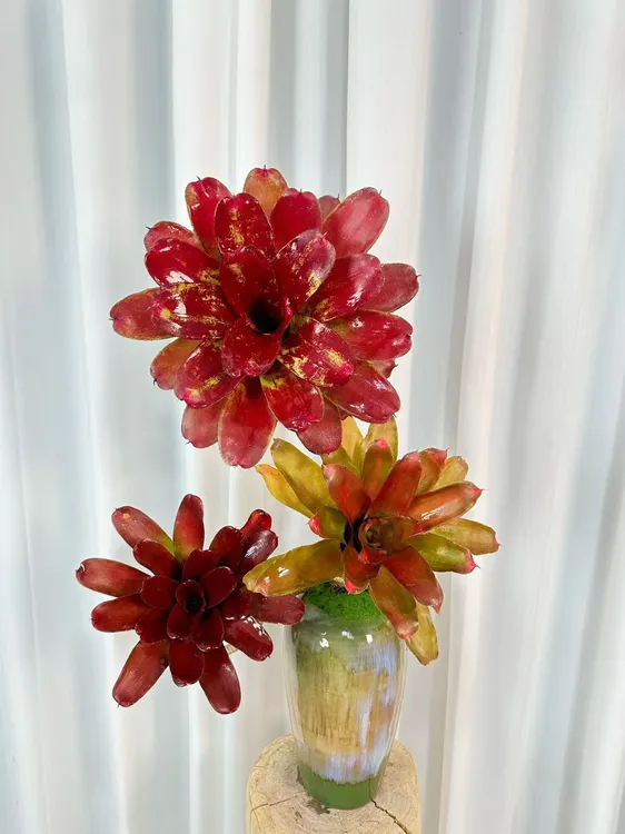 〖积水凤梨〗3朵桌面款造型带景德镇陶瓷花盆室内装饰日常观赏绿植