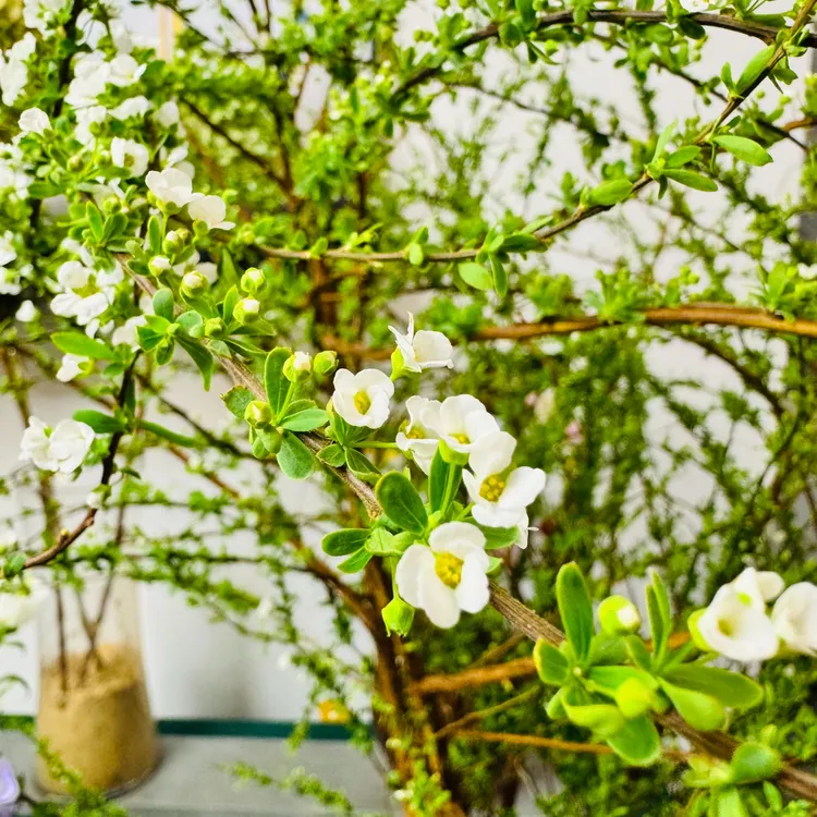 诺东云枝条类A级鲜枝雪柳 | 龙柳 | 雪花小手球顺丰