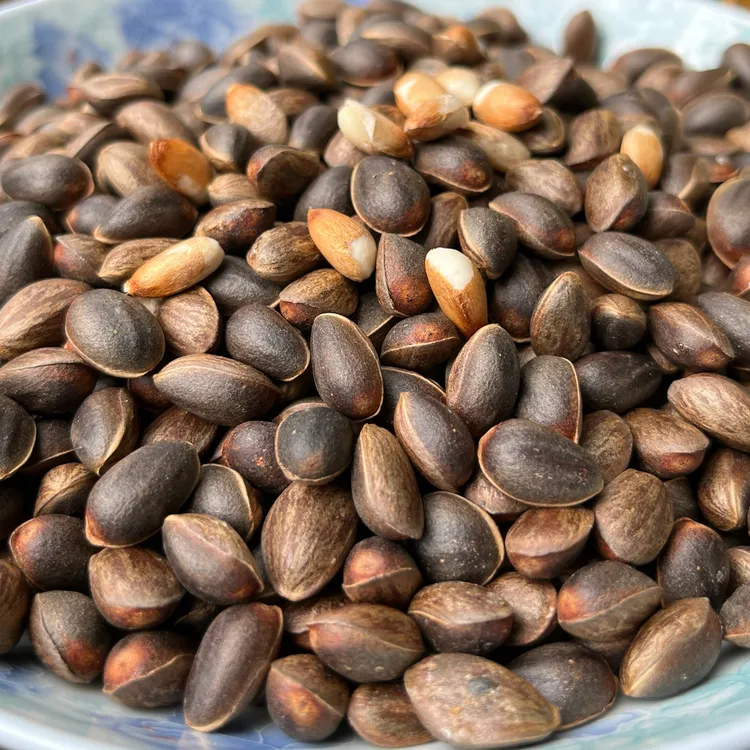 云南腾冲高山大树松子生松子湿松子香甜坚果零食