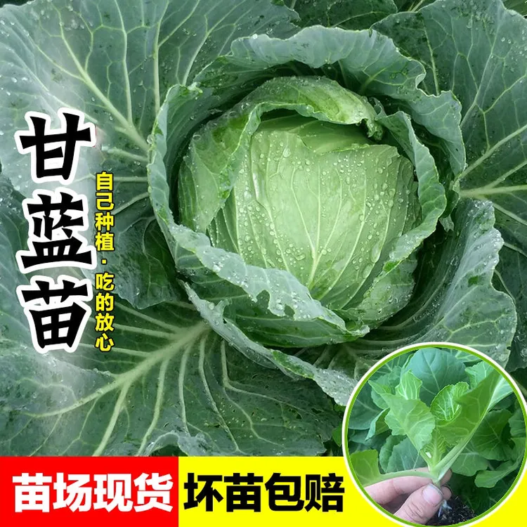 绿甘蓝苗秧苗高产包菜种子苗大头菜苗四季阳台盆栽卷心菜蔬菜苗孑