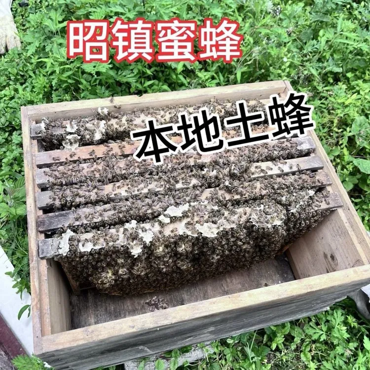 云南本地优质中华土蜂蜂群蜜蜂活体中蜂蜂群出售养蜂