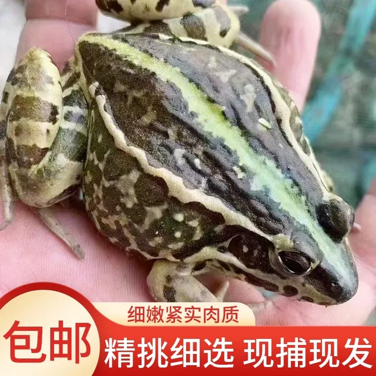 鲜活生态养殖稻田大蛙活体到家儿时味道