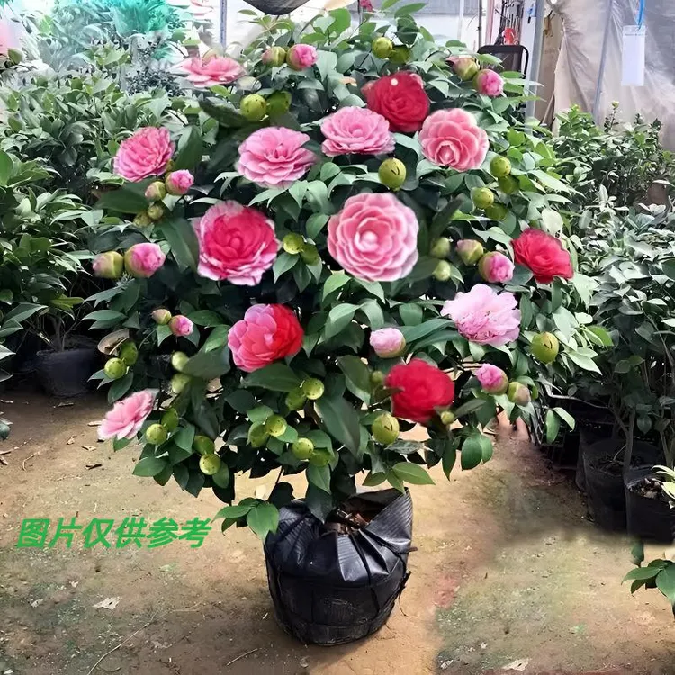 60-70带花苞五色赤丹山茶花树苗盆栽四季开花室内外绿植耐寒耐热