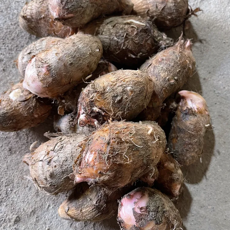 【现挖现发】新鲜红芽芋芋头芋艿小芋头软糯香甜蔬菜香芋芋饺