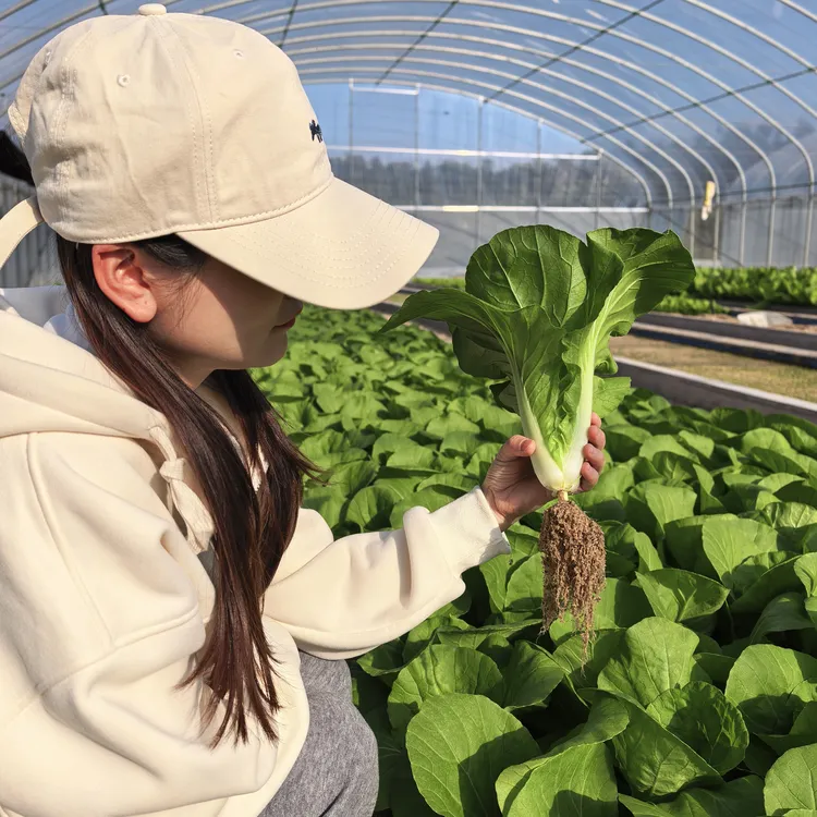 （顺丰发货）娃娃菜新鲜嫩甜爽口白菜本地蔬菜