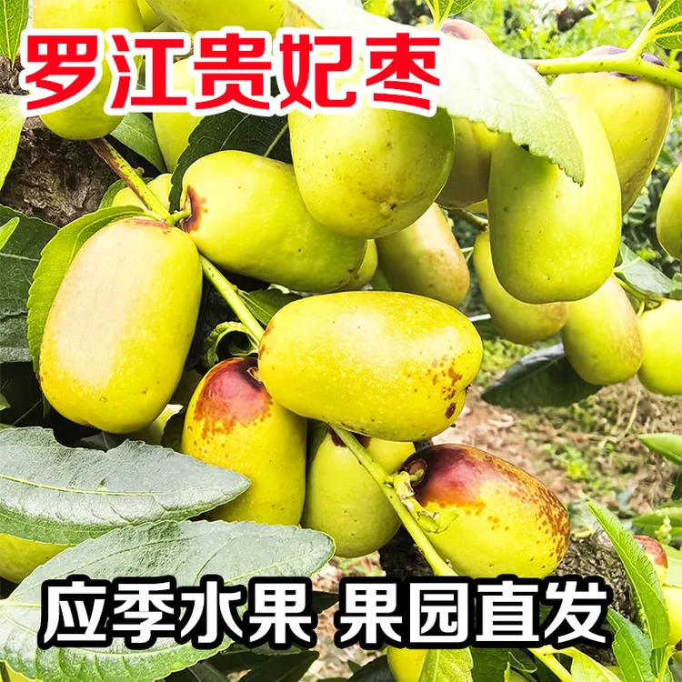 四川鲜枣罗江贵妃枣现摘现发新鲜水果脆甜枣子
