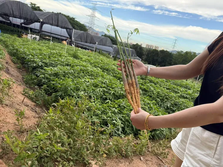 发财树（苗）正宗原生发财树盆栽四季常青客厅办公室风水招财绿植
