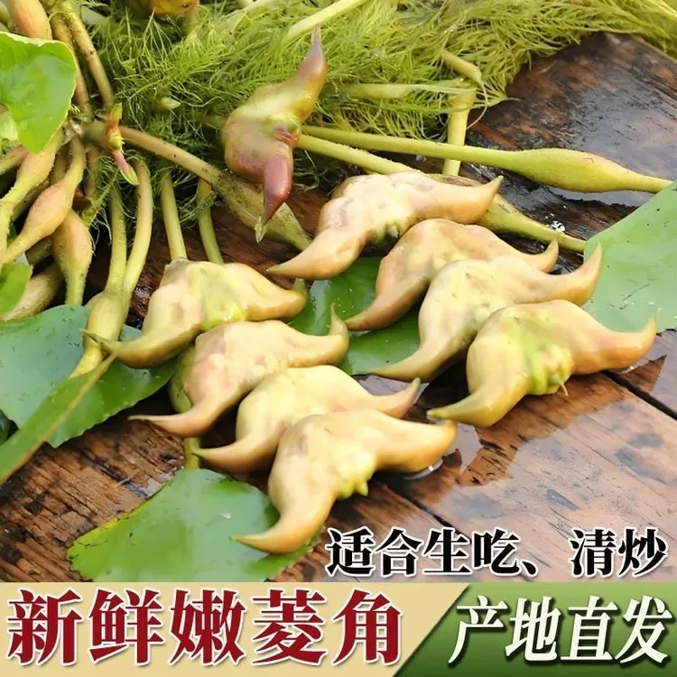 【顺丰包邮】新鲜带壳青菱角现摘现发粉糯香甜可口特色水生蔬菜