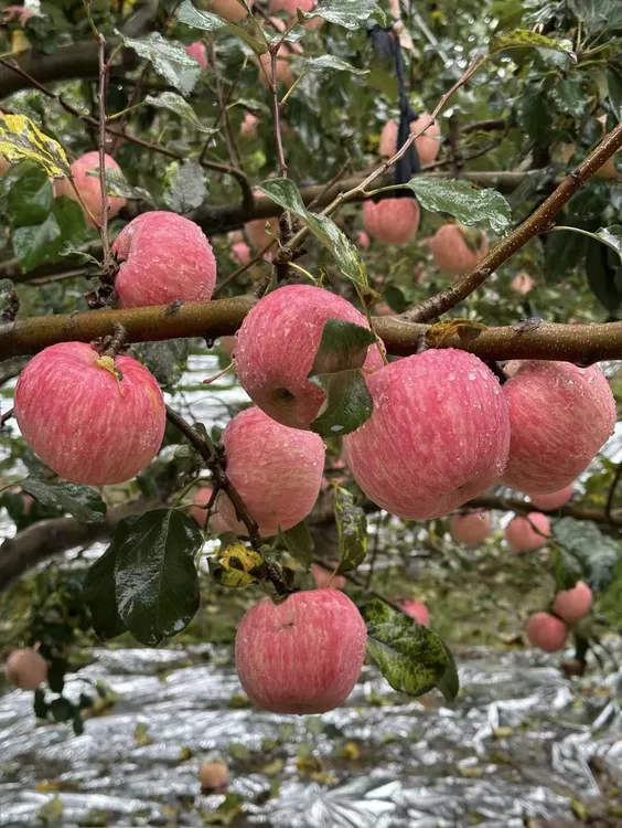 高原黄土的甜蜜馈赠，一口脆响的红富士苹果