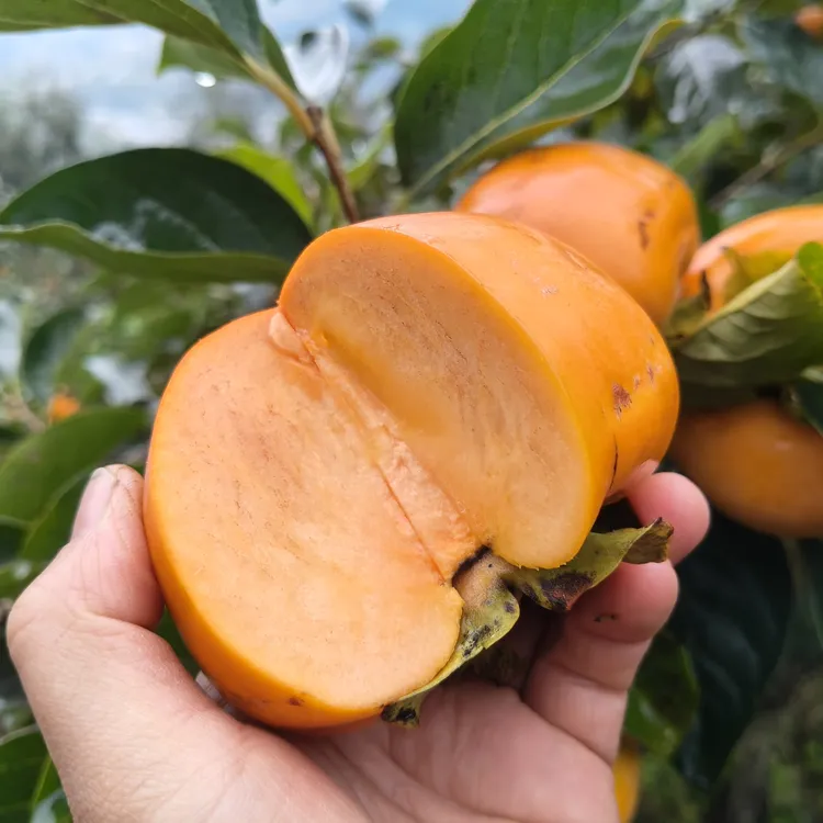 秭归苹果柿脆甜不涩脆柿新鲜当季新鲜水果产地直发净重5/9斤包邮