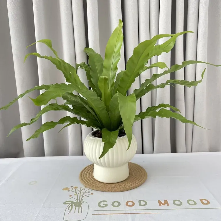 鸟巢蕨懒人吸水盆栽耐阴好养四季常青好易活室内办公室盆栽花卉