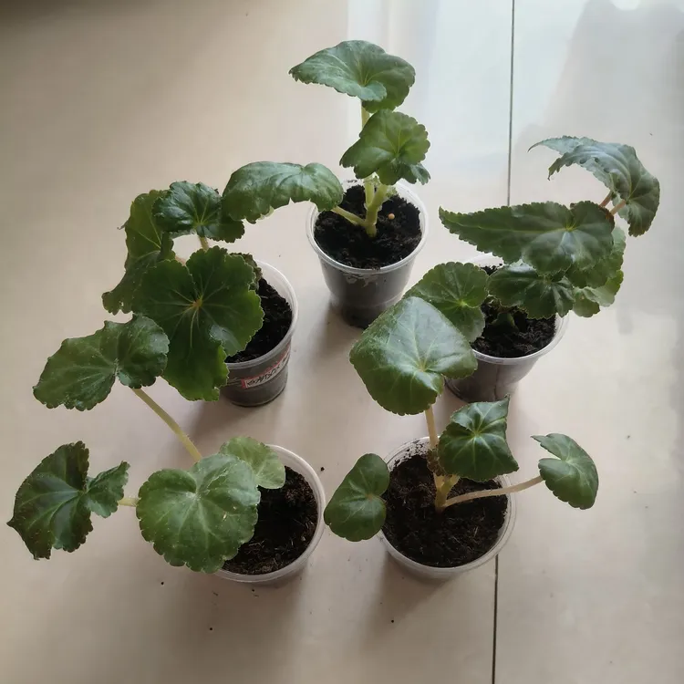 5颗夫妻海棠花苗，苞米花，蕾丝粉杂杏黄，粉杂冰粉，粉风趣，白粉边杂