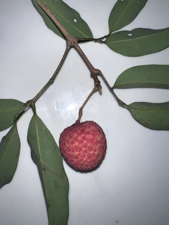 【西园挂绿】正宗增城挂绿荔枝之王高端一斤荔枝现摘现发顺丰空运